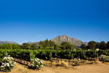 Stellenbosch & the Winelands
