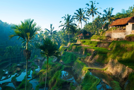 Rice Terraces