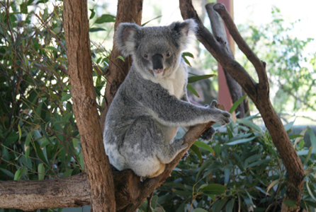 Taronga Zoo